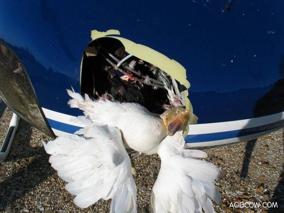 Collision with a covey of geese (25 pics)