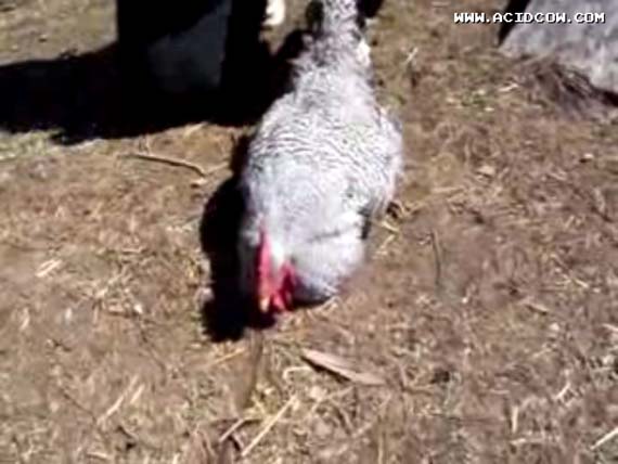 Chicken hypnosis (2 videos)