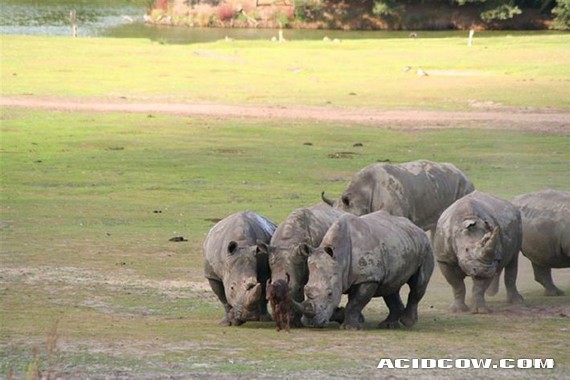 Young bull decided to meet a rhino (4 pics)