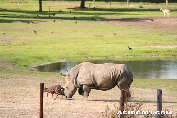 Young bull decided to meet a rhino (4 pics)