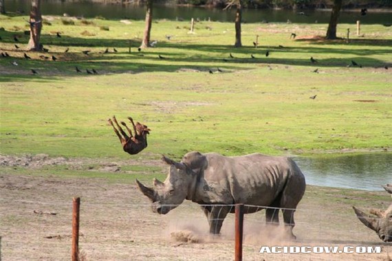 Young bull decided to meet a rhino (4 pics)