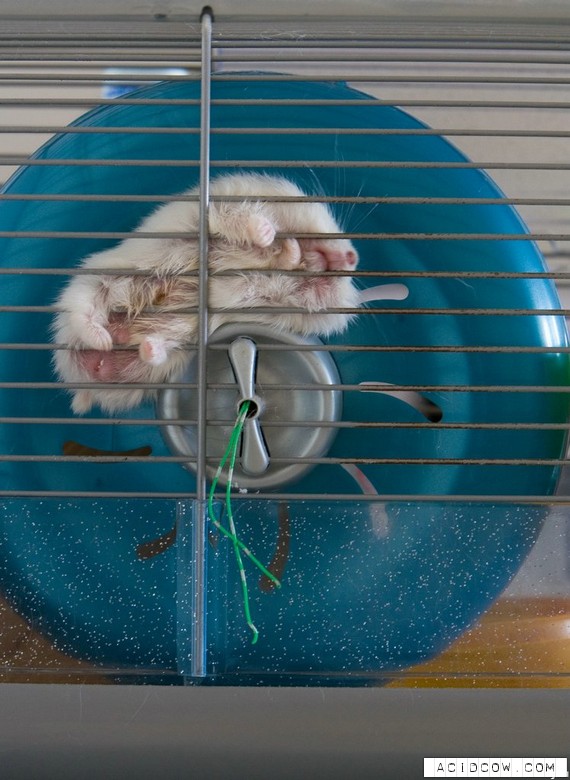 Hamsters (17 pics)