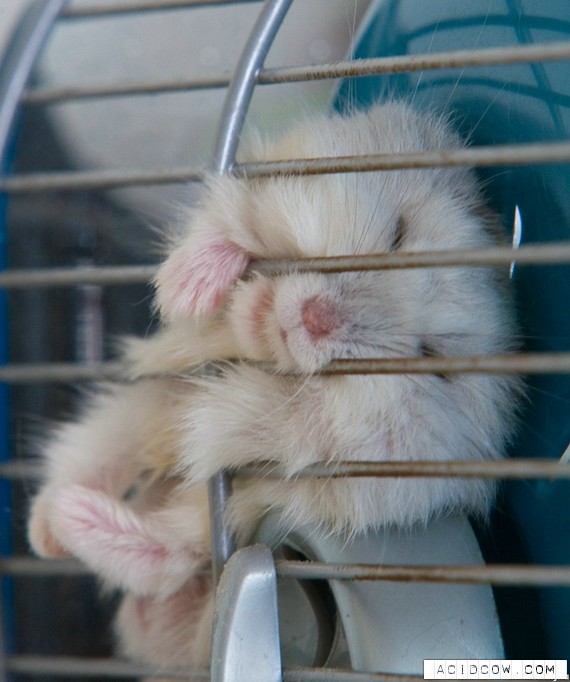 Hamsters (17 pics)