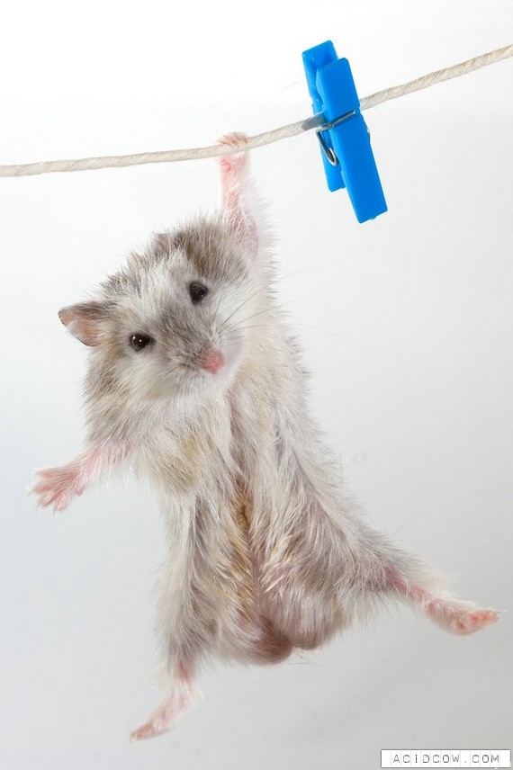 Hamsters (17 pics)