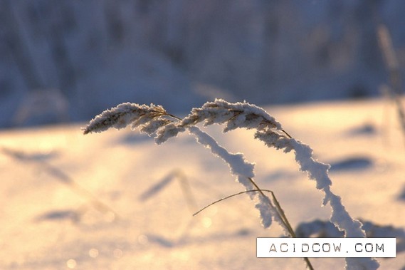 Very beautiful winter photos (18 photo)