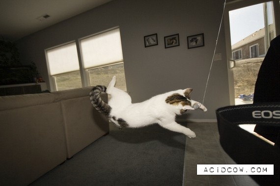 Flying cats (21 pics)