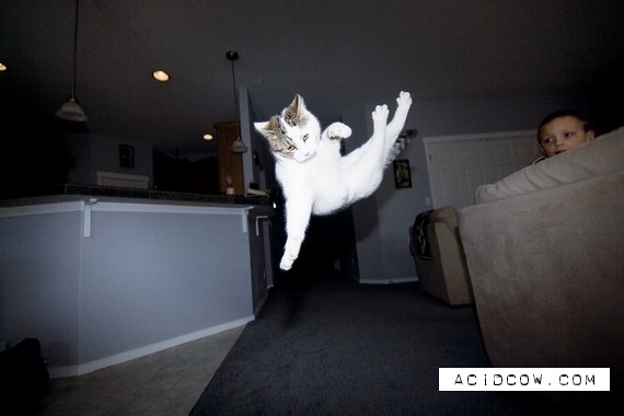 Flying cats (21 pics)