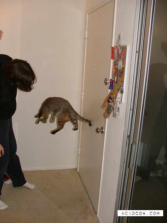 Flying cats (21 pics)