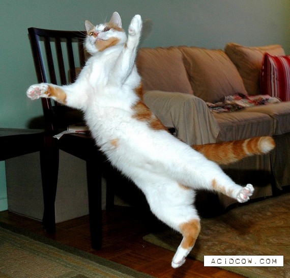 Flying cats (21 pics)