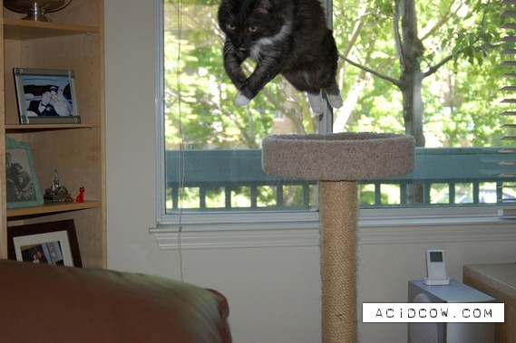 Flying cats (21 pics)