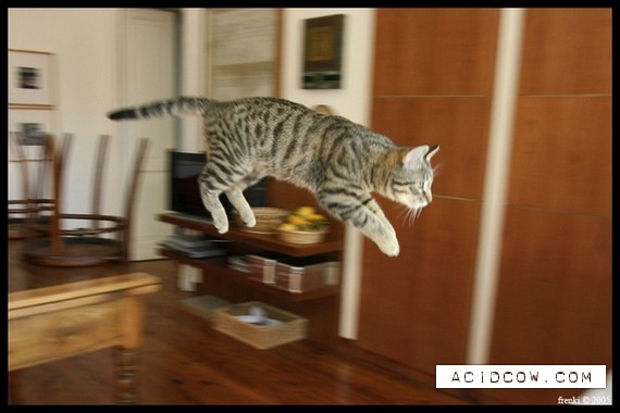 Flying cats (21 pics)