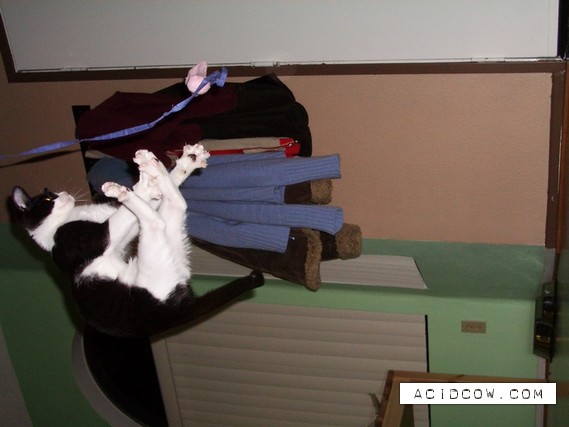 Flying cats (21 pics)