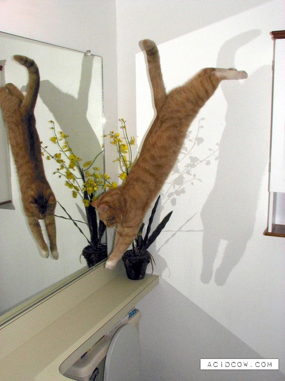 Flying cats (21 pics)