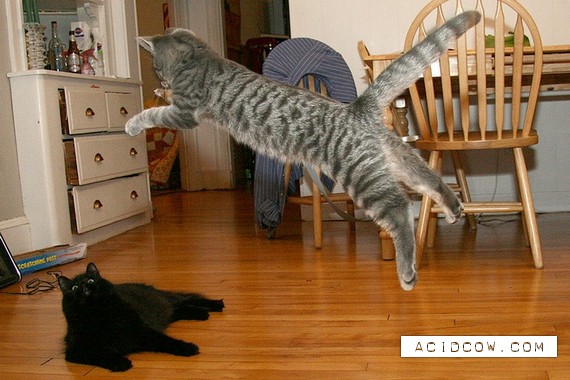 Flying cats (21 pics)