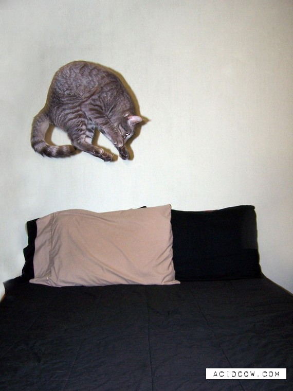 Flying cats (21 pics)