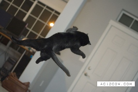 Flying cats (21 pics)