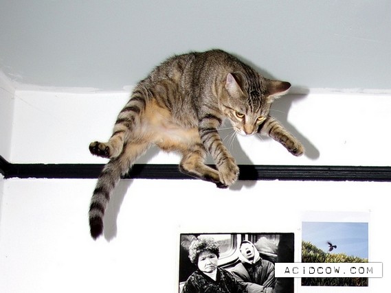 Flying cats (21 pics)