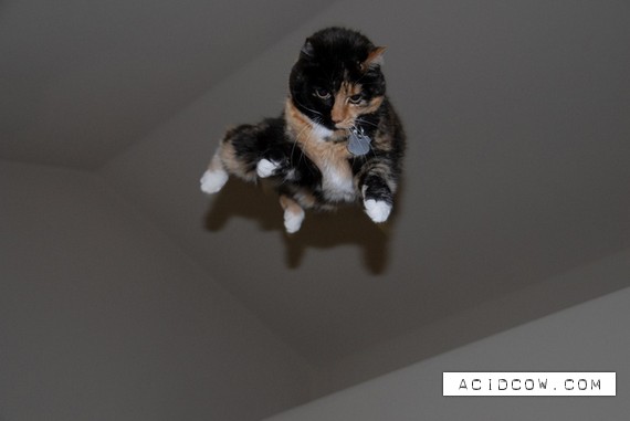 Flying cats (21 pics)