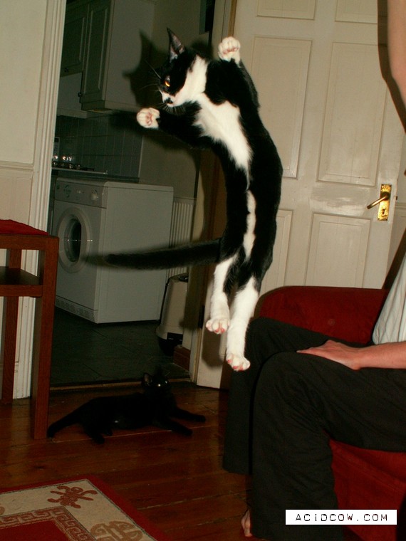 Flying cats (21 pics)