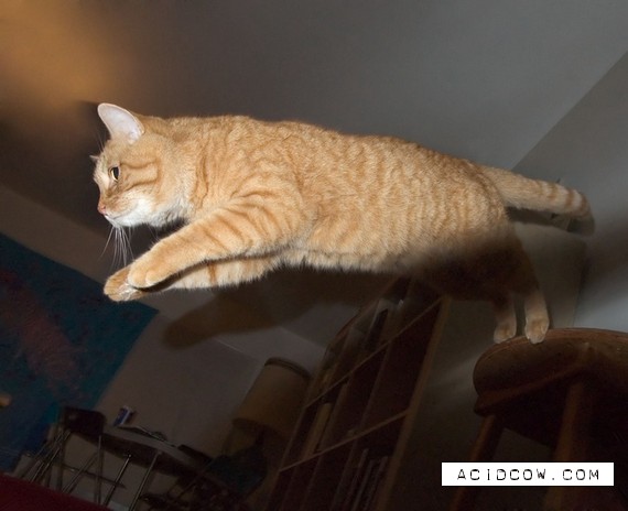 Flying cats (21 pics)