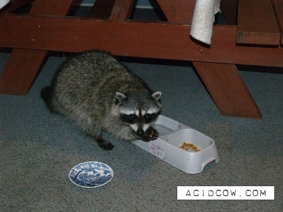 Animals stealing food (16 pics)