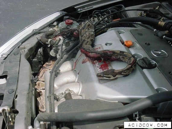 Snake In The Engine (4 pics)