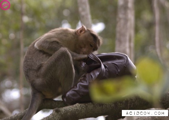 Cute klepto-monkey (11 pics)
