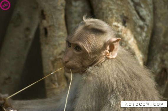 Cute klepto-monkey (11 pics)