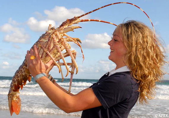 Poseidon the giant lobster (4 pics)