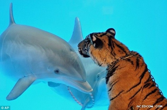 Funny picdump (135 pics)