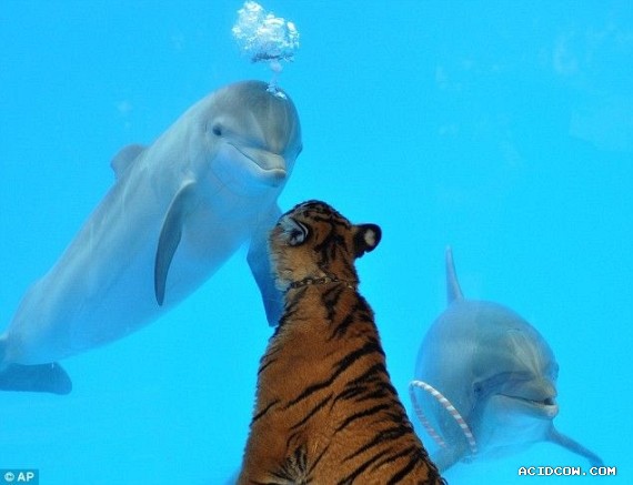 Funny picdump (135 pics)
