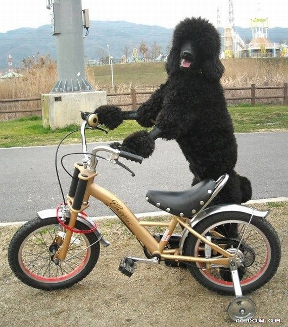 Funny picdump (135 pics)