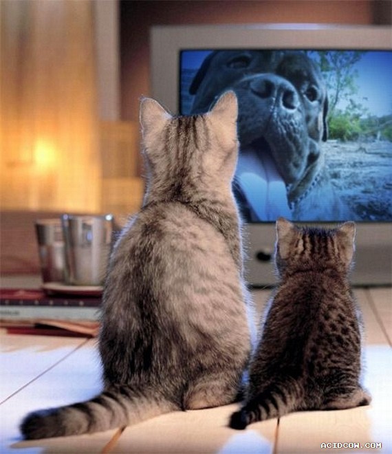 Funny picdump (135 pics)