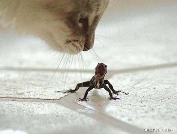 Funny picdump (135 pics)