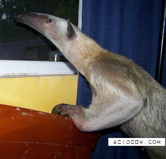Pet Anteater (50 pics)