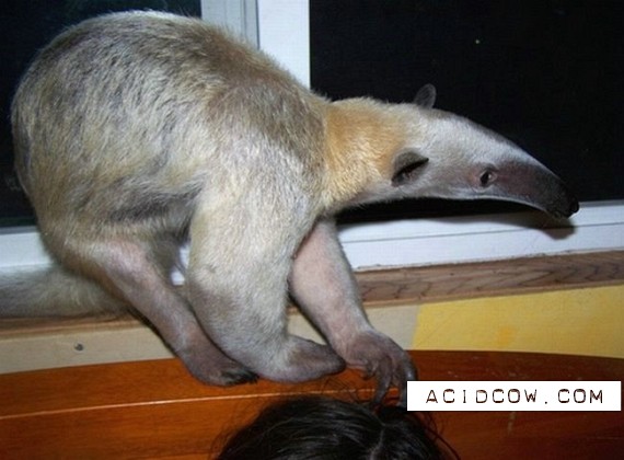Pet Anteater (50 pics)