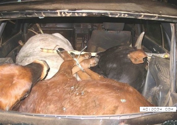 How to transport a cow in a car (4 pics)
