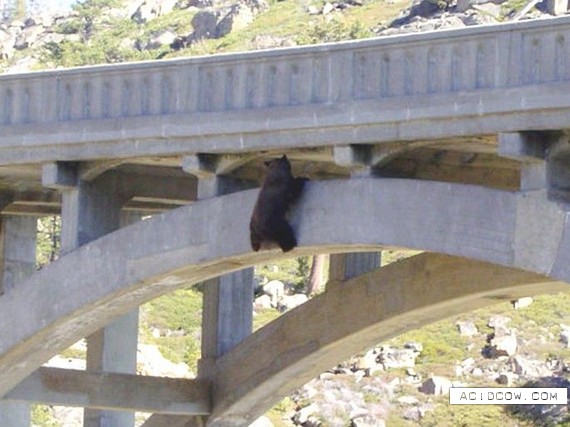 Beleaguered bear in bridge rescue (6 pics)