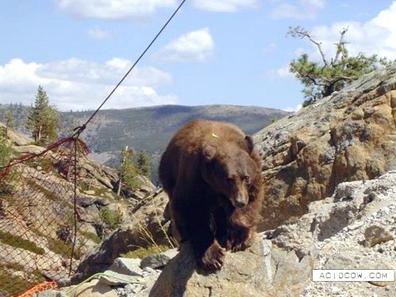 Beleaguered bear in bridge rescue (6 pics)