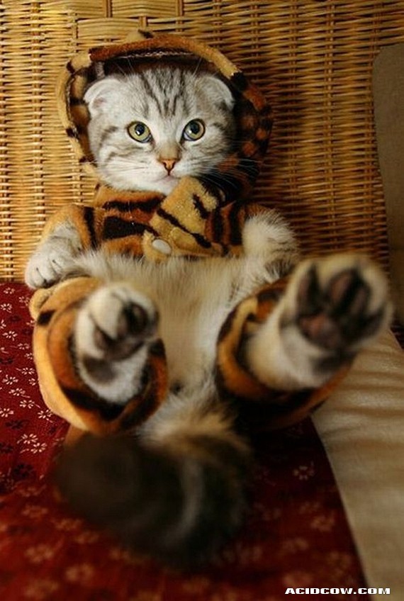 Funny picdump (90 pics)