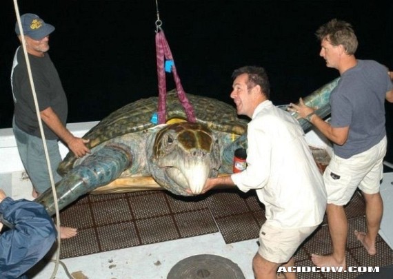 Funny picdump (90 pics)