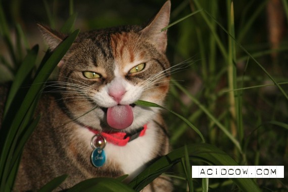 Cat's Tongue (27 pics)