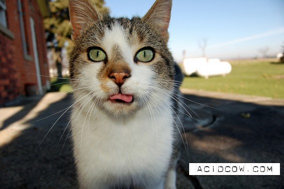 Cat's Tongue (27 pics)