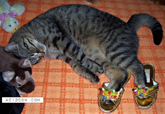 Sleeping Animal (44 pics)