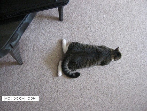 Sleeping Animal (44 pics)