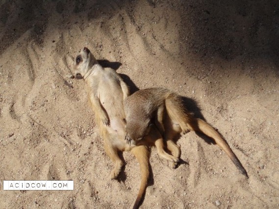 Sleeping Animal (44 pics)
