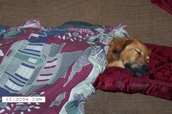 Sleeping Animal (44 pics)