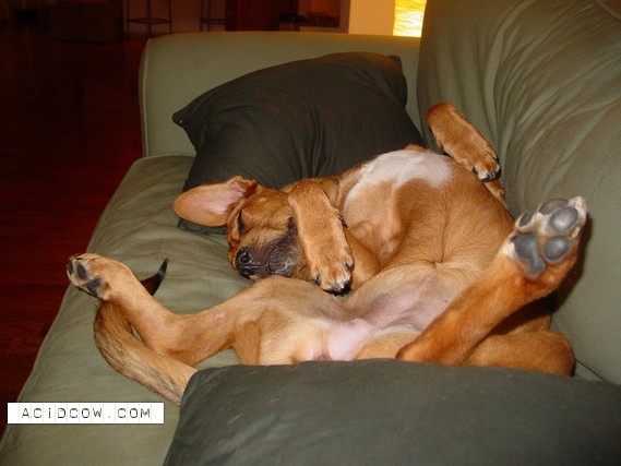 Sleeping Animal (44 pics)