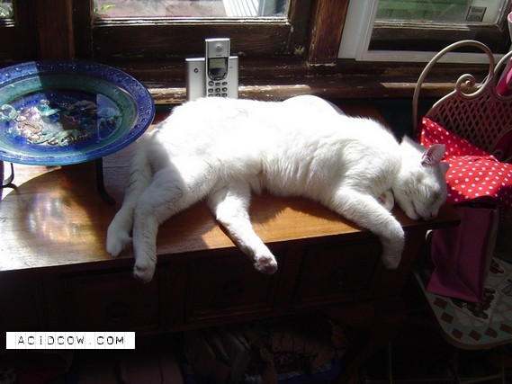 Sleeping Animal (44 pics)