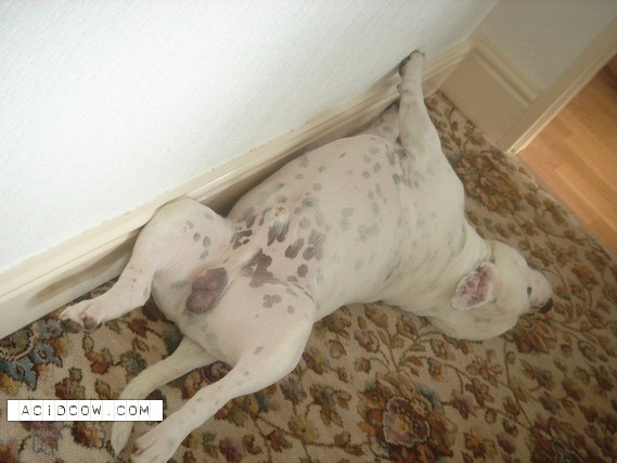 Sleeping Animal (44 pics)